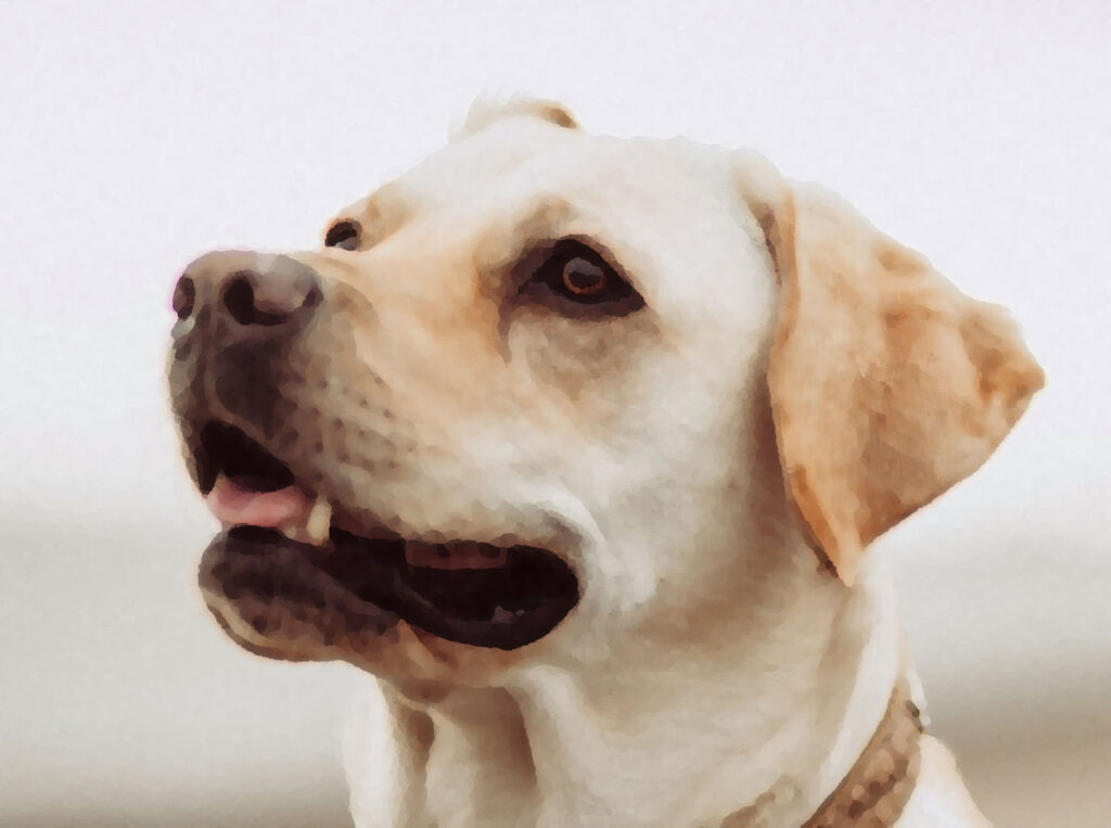 Photo by Mitchell Orr on Unsplash Photo by Mitchell Orr on Unsplash